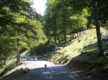 People walking on road amidst trees