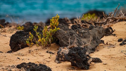 Close-up of rocks on beach