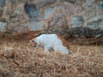 Side view of dog running on land