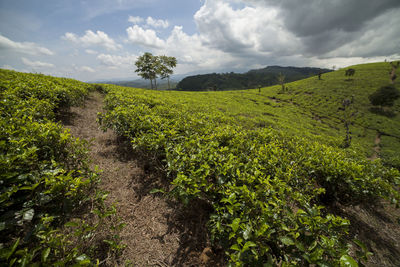 Scenic view of landscape against sky