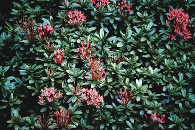 Close-up of red flowering plants