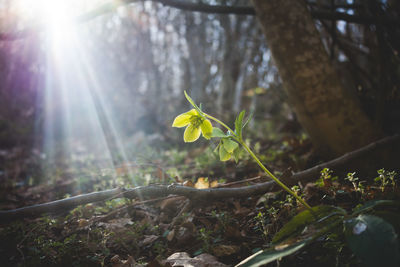 Close-up of plant growing in forest