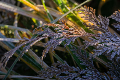 Close-up of frozen plant during winter