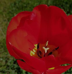 Close-up of red flower