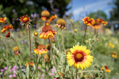 Close-up of yellow flowers blooming on field