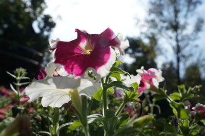 Close-up of fresh pink flowers blooming outdoors