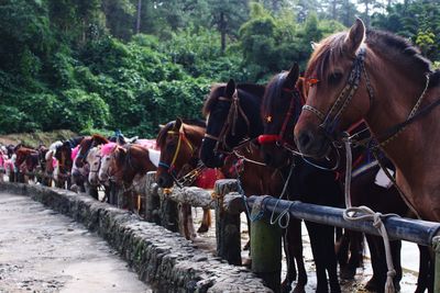 Row of horses standing by railing