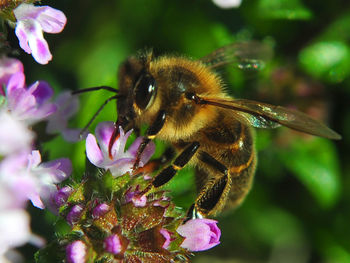 Close-up of bee on pink flower