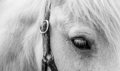 Close-up of a horse