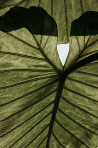 Close-up of plant leaves