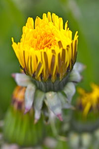 Close-up of yellow dundelion