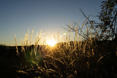 Scenic view of sunset over field