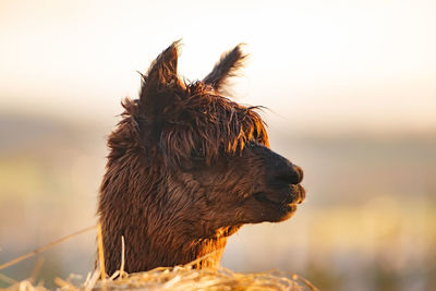 Close-up of horse