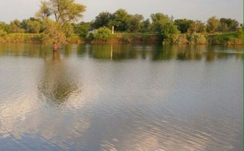 Reflection of trees in water