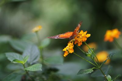 Close-up of yellow flowering plant leaves