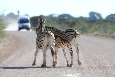 Rear view of zebras on road during safari