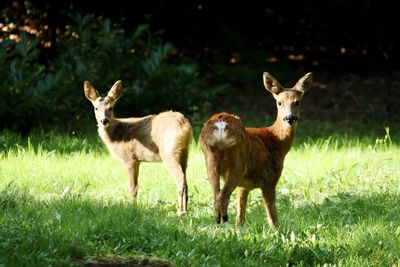 Deer standing on field