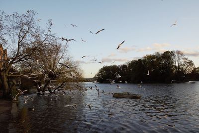 Seagulls flying over lake