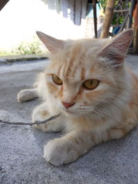 Close-up portrait of cat resting