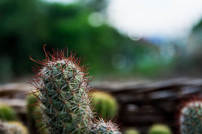 Close-up of succulent plant on field