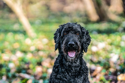 Close-up portrait of a dog