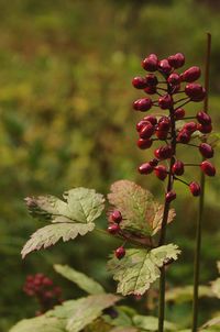 Close-up of berries growing on plant