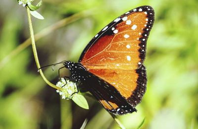 Close-up of butterfly on leaf