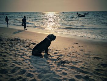 Dog walking on beach against sky during sunset