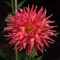 Close-up of red flower blooming outdoors