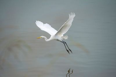 Close-up of white bird flying over lake
