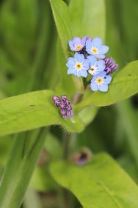 Close-up of purple flowers