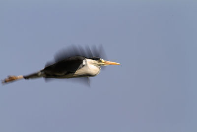 Low angle view of bird flying against clear sky