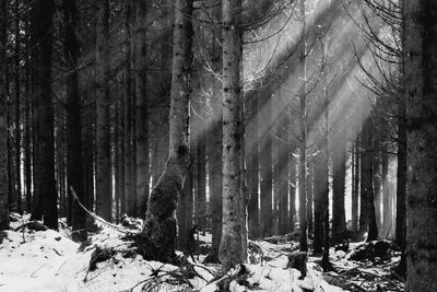 Sun rays shining through the tree tops, hautes fagnes, belgium. black and white