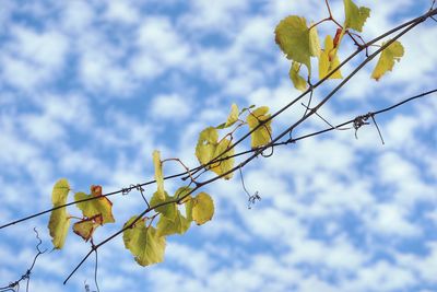 Low angle view of flowering plant against sky