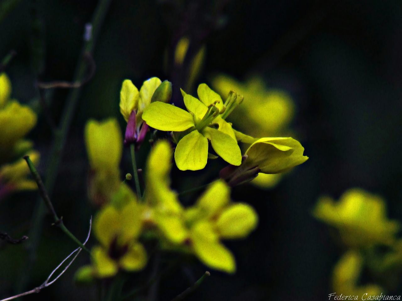 flower, growth, freshness, fragility, beauty in nature, petal, focus on foreground, plant, nature, close-up, yellow, blooming, flower head, stem, selective focus, in bloom, leaf, outdoors, blossom, bud