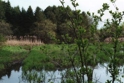 Scenic view of trees on landscape against sky