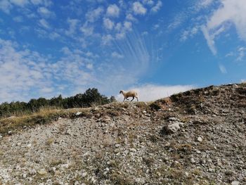 View of animal on field against sky