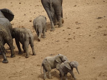 Elephants in a field