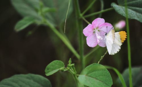 Close-up of pink flowering plant