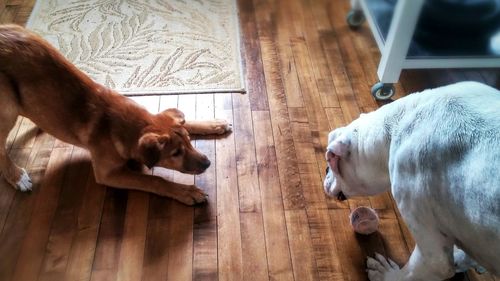 Dog resting on wooden floor