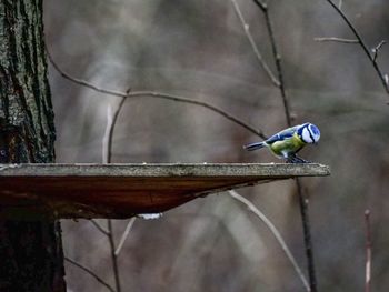 View of bird perching on branch