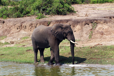 Full length of elephant drinking water