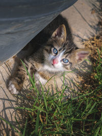 Portrait of cat on grass