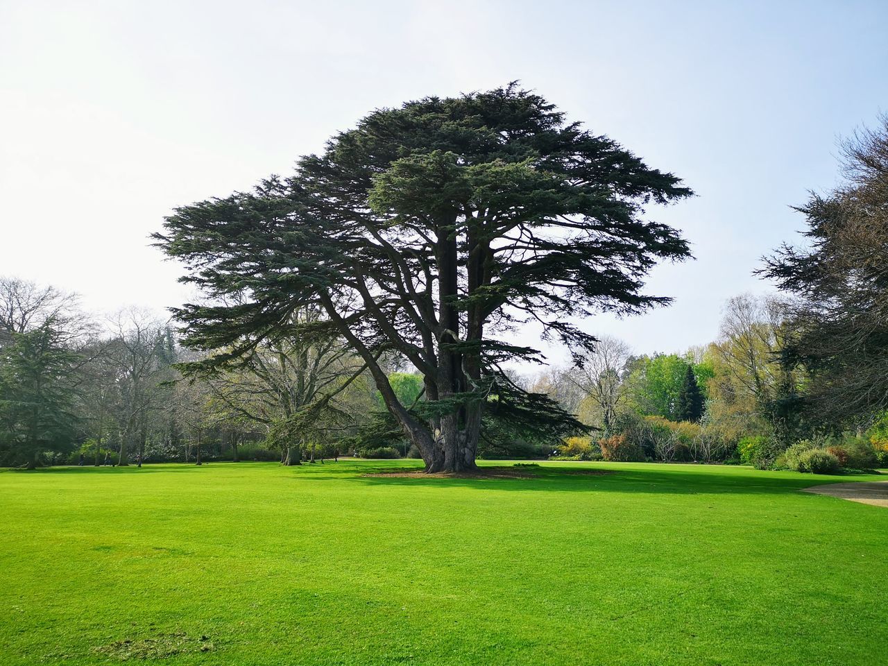 TREES ON FIELD