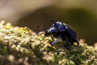 Purple beetle on green moss at doi inthanon national park, thailand.
