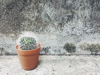 Close-up of potted plant