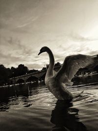 Swan swimming on lake against sky