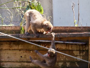 Monkeys on wood