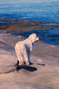 A pet dog at seaside