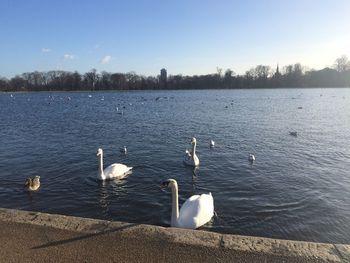 Swans swimming in lake